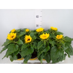 Helianthus an. 'Sunsation'