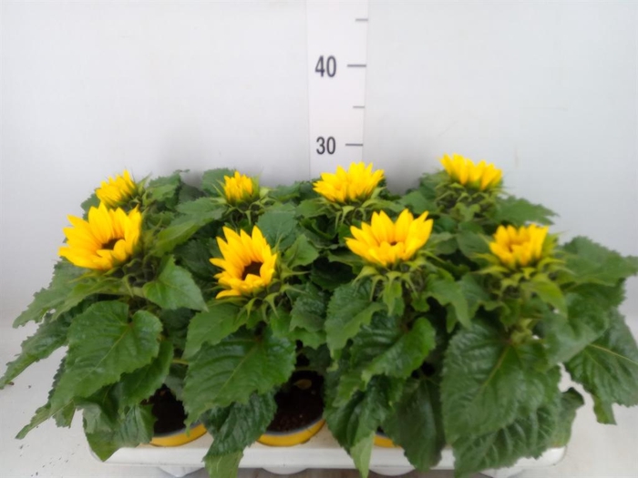 <h4>Helianthus an. 'Sunsation'</h4>