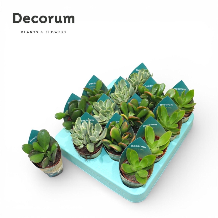 <h4>Green&Easy® Crassula mix</h4>