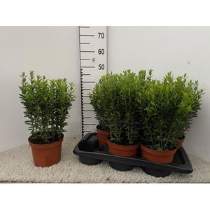 EUONYMUS JA GR SPIRE