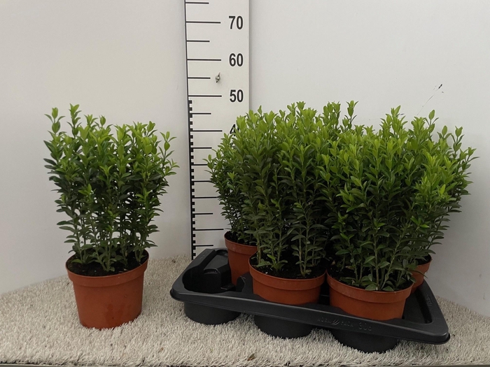 <h4>EUONYMUS JA GR SPIRE</h4>