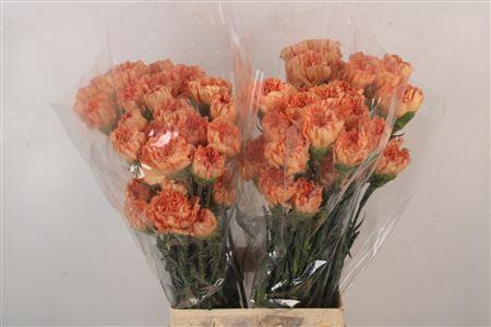 <h4>Di St Stromboli</h4>