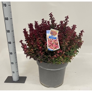 LEUCOT AX CURLY RED