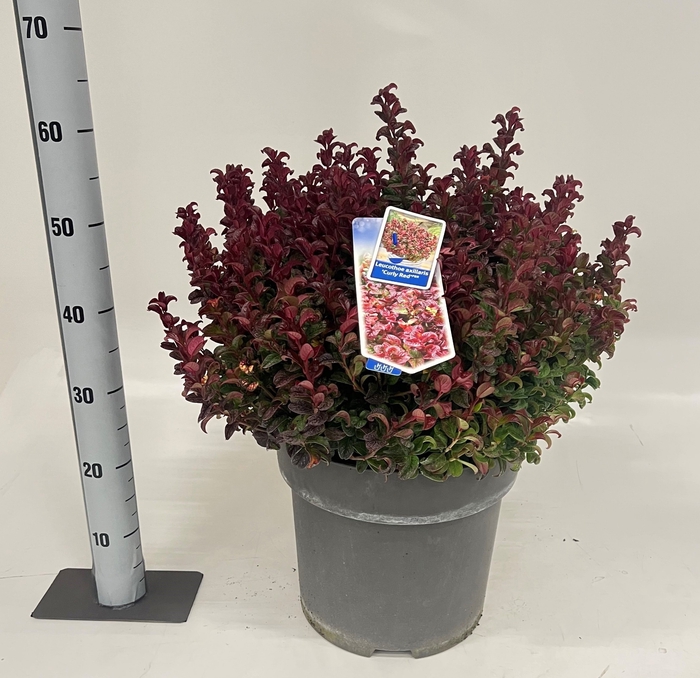 <h4>LEUCOT AX CURLY RED</h4>