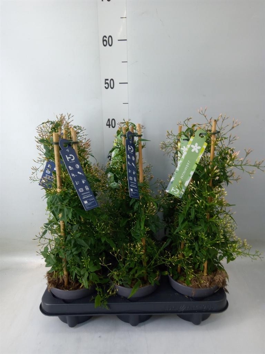 <h4>Jasminum polyanthum</h4>