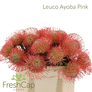 LEUCO AYOBA PINK
