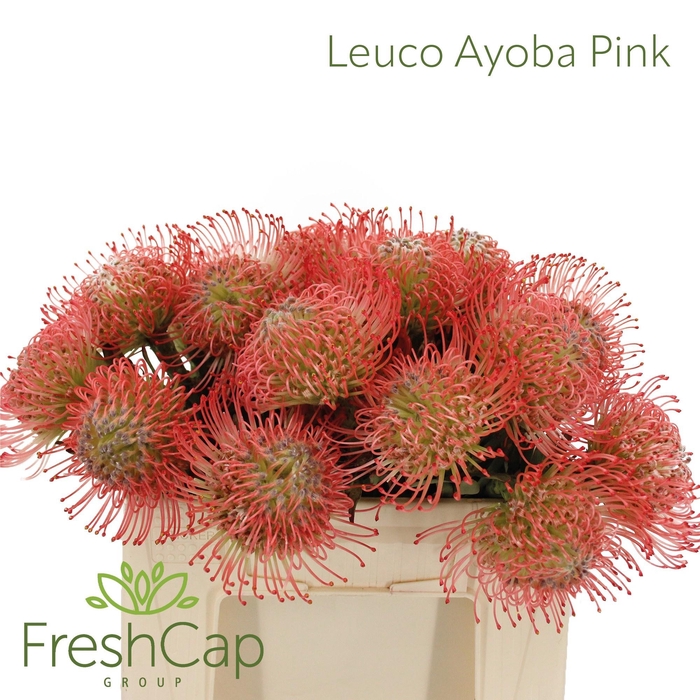 <h4>LEUCO AYOBA PINK</h4>