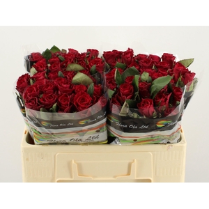 R GR RED TACAZZI+ chambre