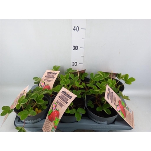 Fragaria ananassa 'Fragoo'   ...mix