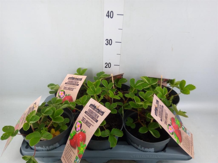 <h4>Fragaria ananassa 'Fragoo'   ...mix</h4>