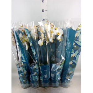 Phalaenopsis   ...white