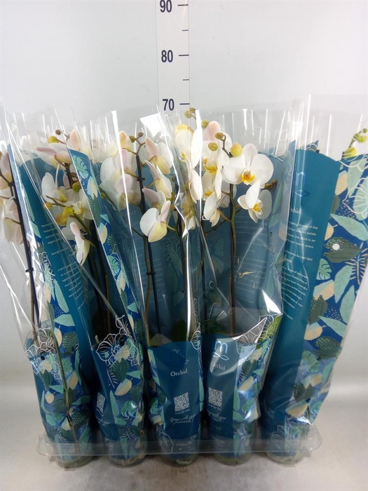 <h4>Phalaenopsis   ...white</h4>