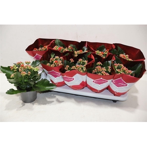 Kalanchoe Double Deluxe Red