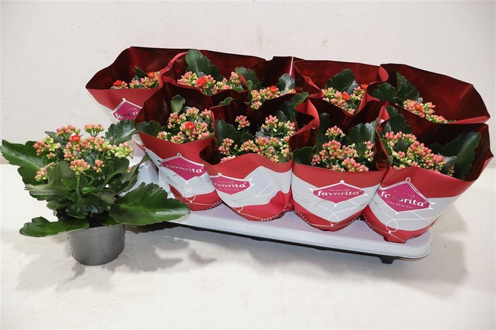<h4>Kalanchoe Double Deluxe Red</h4>