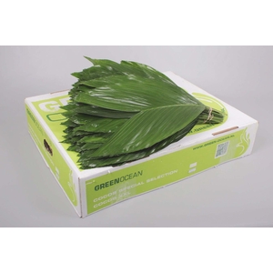 Cocos xx-Large Green Ocean (air)