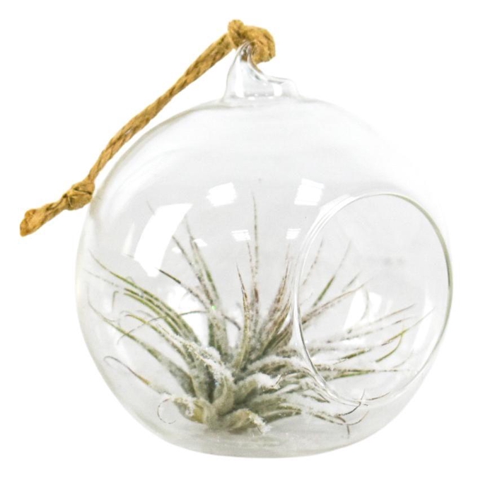 <h4>Tillandsia hangbol snow</h4>