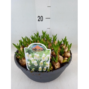 Muscari  'Siberian Tiger'