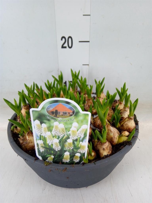 <h4>Muscari  'Siberian Tiger'</h4>
