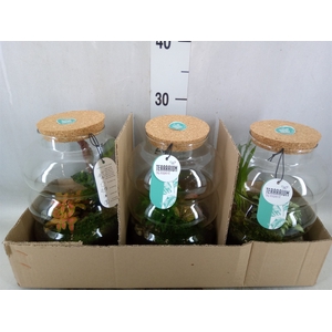 Arr.   Planten H%
