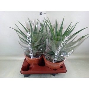 Aloe arborescens