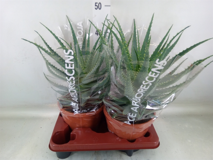 <h4>Aloe arborescens</h4>