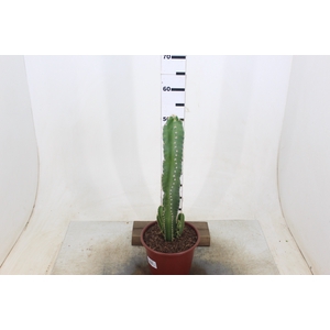 CACTUS ACANTHOCEREUS TETRAGONUS P20