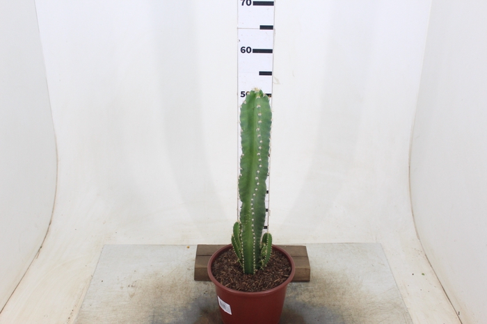 CACTUS ACANTHOCEREUS TETRAGONUS P20