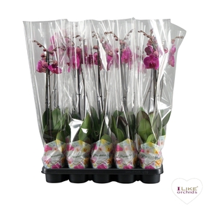 Phalaenopsis Promiss paars - 2 tak 70cm