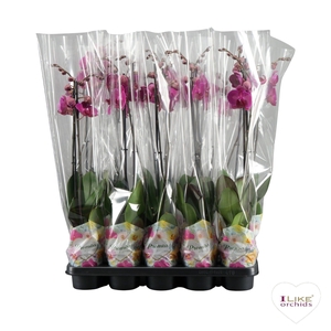 Phalaenopsis Promiss paars - 2 tak 60cm
