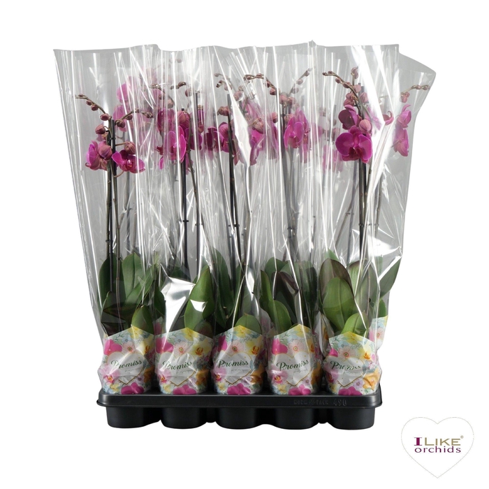 <h4>Phalaenopsis Promiss paars - 2 tak 70cm</h4>