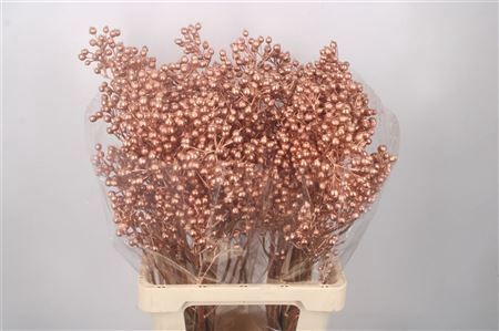 <h4>Rosa Klb Copper</h4>