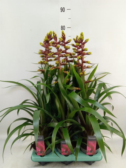 <h4>Guzmania   ...</h4>