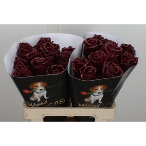 Wax-Rozen Wax Bordeaux w1