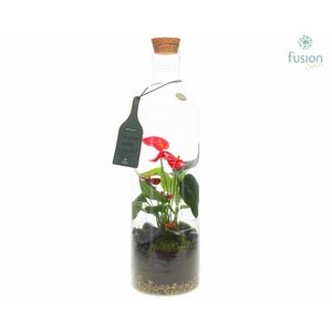 Green Bottle Fles Large met Anthurium
