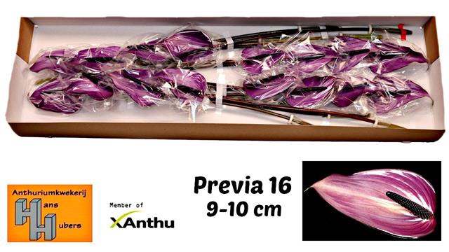 ANTH A PREVIA