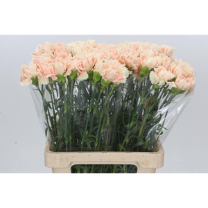 Dianthus St Cappuccino