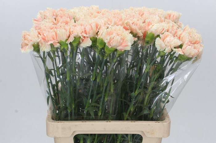 <h4>Dianthus St Cappuccino</h4>