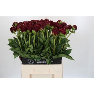 Paeonia Old Faithful