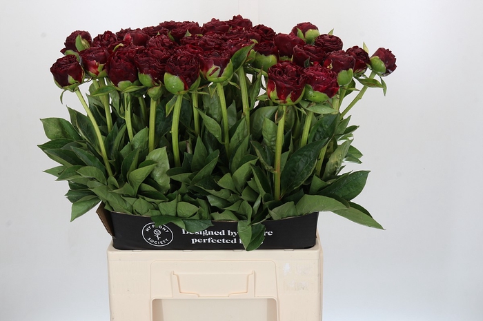 Paeonia Old Faithful