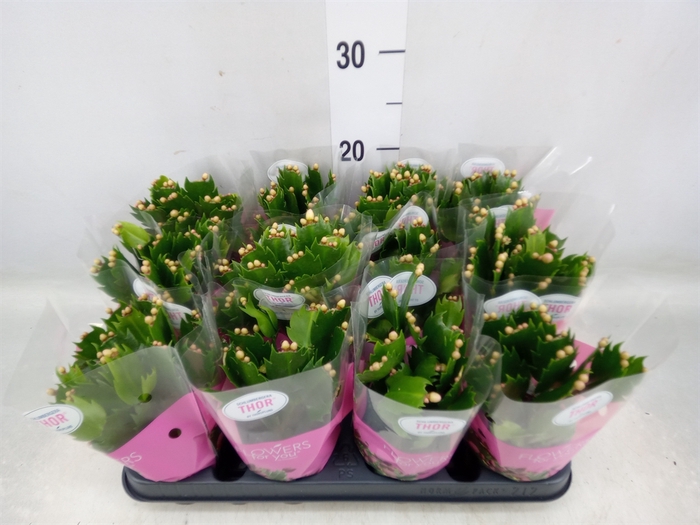 <h4>Schlumbergera   ...</h4>