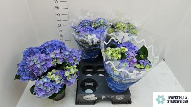 <h4>HYDR M EARLY BLUE</h4>