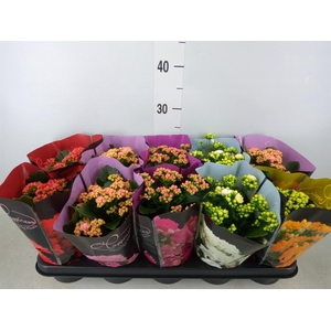 Kalanchoe blos.   ..rosebud rs fl 5