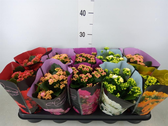 <h4>Kalanchoe blos.   ..rosebud rs fl 5</h4>