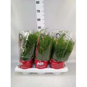Rhipsalis   ...mix