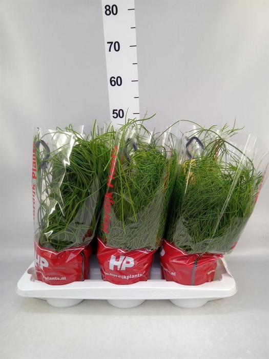 <h4>Rhipsalis   ...mix</h4>