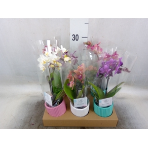 Phalaenopsis   ...