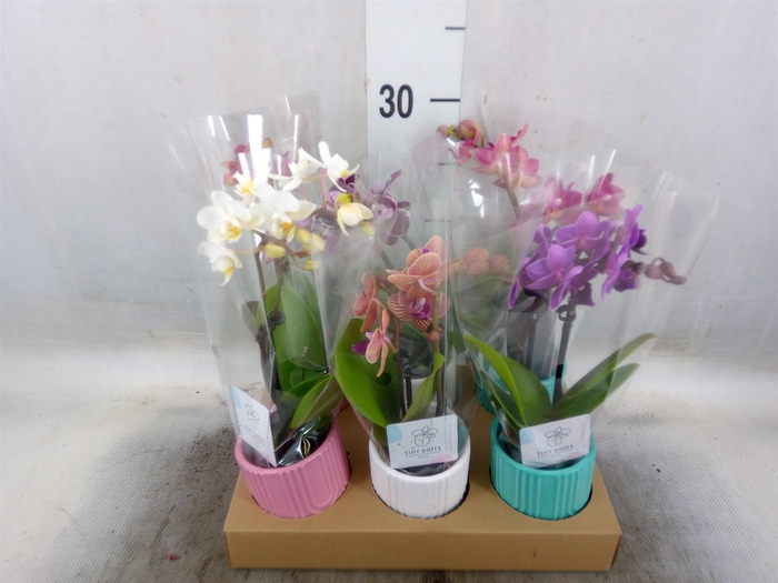 <h4>Phalaenopsis   ...</h4>