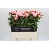 Paeonia Angel Cheeks