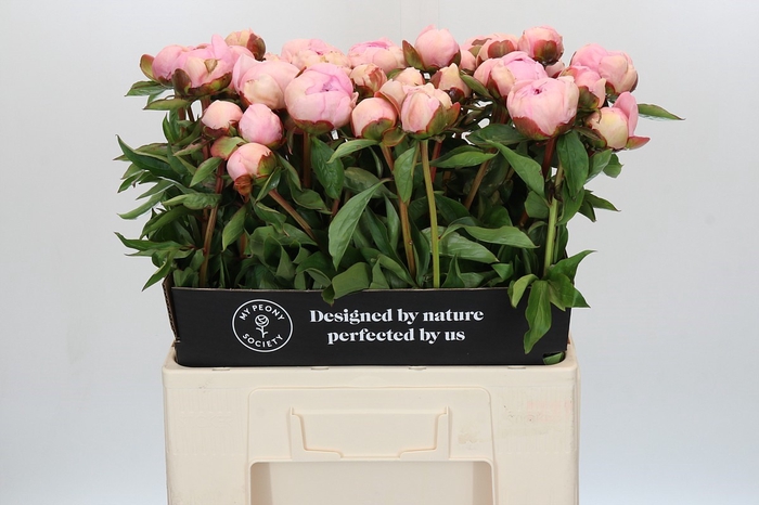 <h4>Paeonia Angel Cheeks</h4>