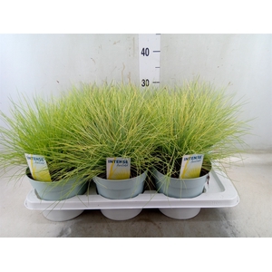 Festuca glauca 'Amigold'